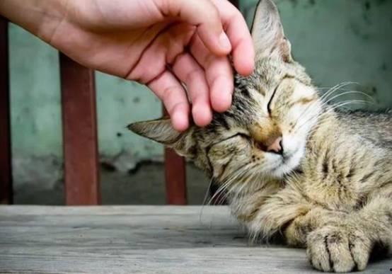 猫吃角瓜,揭秘角瓜的独特魅力