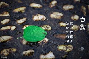 白露过了还吃瓜吗,秋季食瓜指南