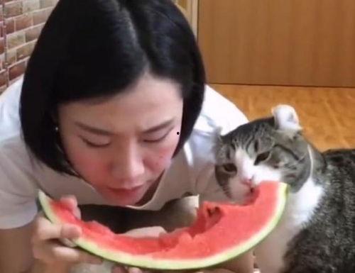 吃瓜的喵们