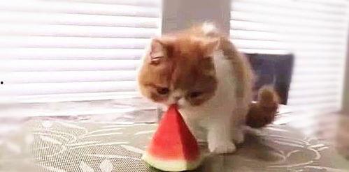 吃瓜的喵们