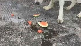 吃瓜狗咬人,揭秘娱乐圈的惊人真相