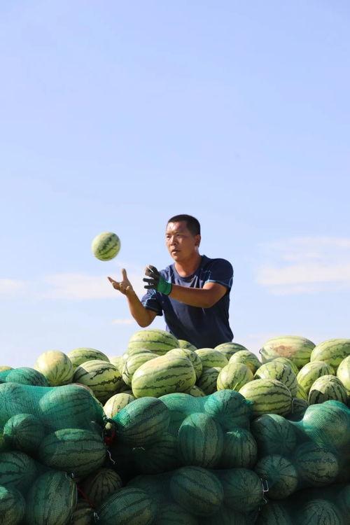 金昌吃瓜,探寻瓜果美食的甜蜜奥秘