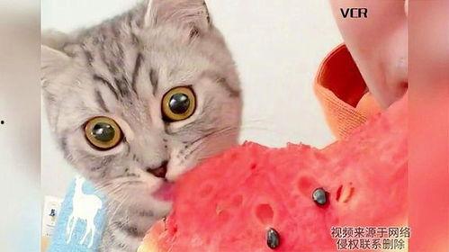 各种猫咪吃瓜,猫咪吃瓜大揭秘