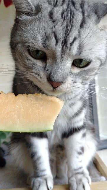 各种猫咪吃瓜,猫咪吃瓜大揭秘