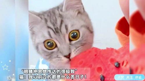 各种猫咪吃瓜,猫咪吃瓜大揭秘
