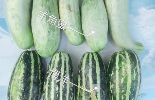 东海网红吃瓜,揭秘娱乐圈幕后风云