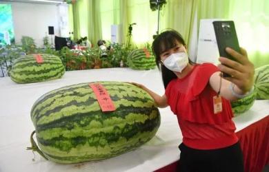 vgg吃瓜群众,揭秘网红美食背后的故事