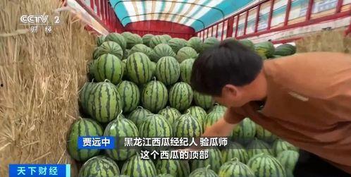 奥尔夫吃瓜,一场夏日味蕾的狂欢之旅