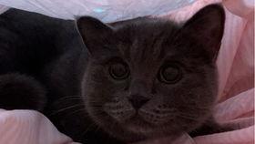 道具吃瓜小猫咪